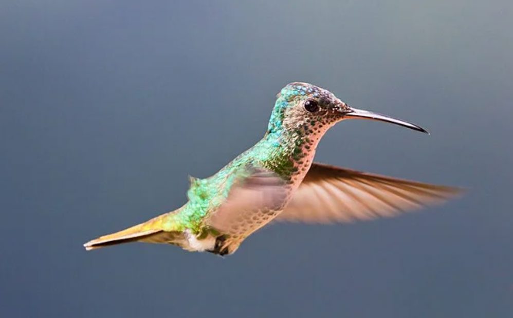 Äggdjur -aktiviteter på tema äggdjur för hela familjen