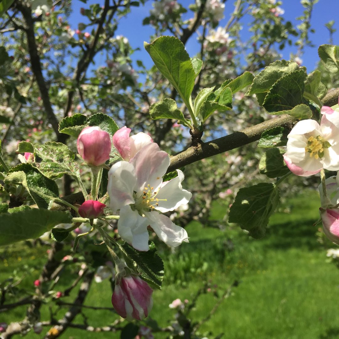 Öppet hus vuxenutbildning Nordvik