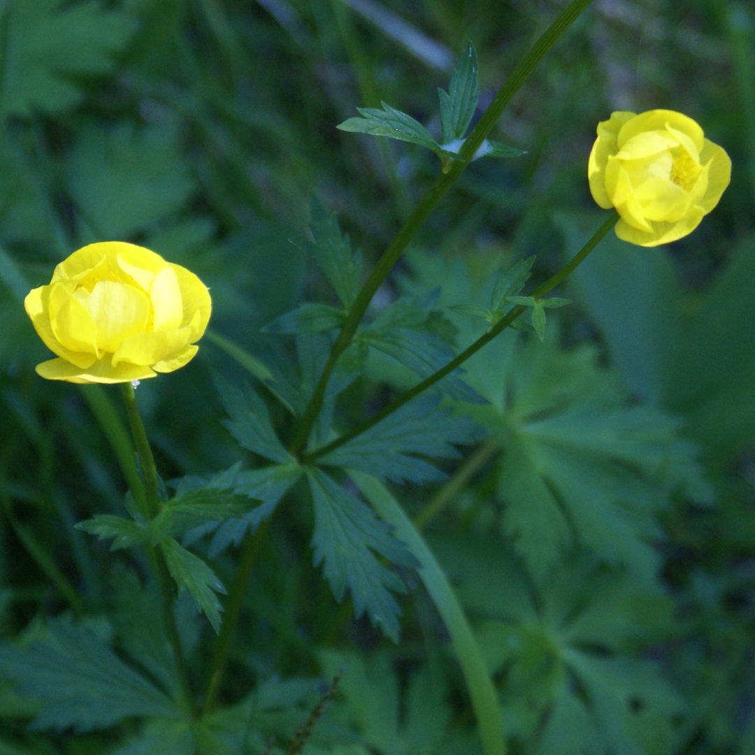Vårblommor i Halsviksravinen